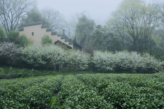 杭州西湖龙井茶永福寺