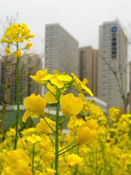 武汉韵湖公园油菜花