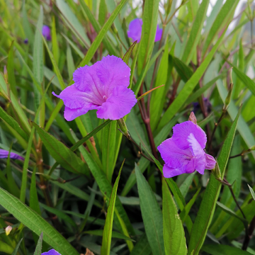 兰花草