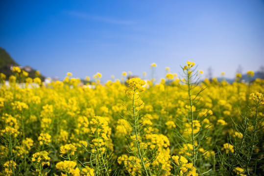 油菜花