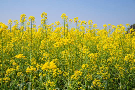 油菜花