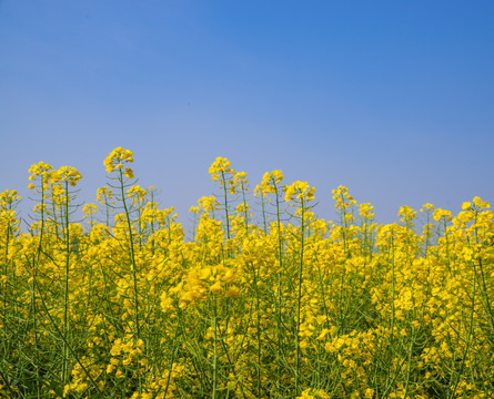 油菜花