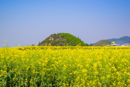 罗平油菜花田