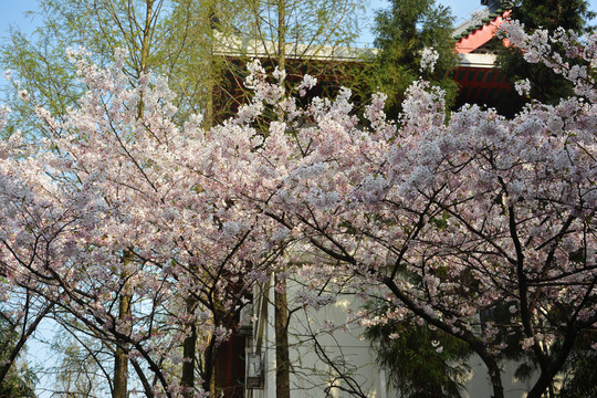 樱花树