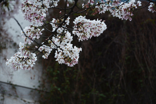 樱花盛开