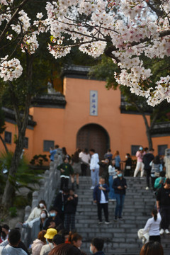 鸡鸣寺樱花