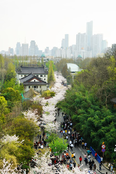 鸡鸣寺樱花路