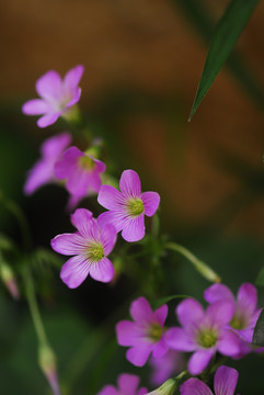 野花