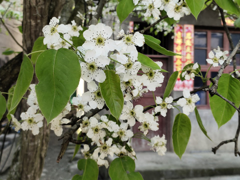 梨花与梨树