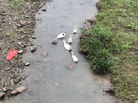 水中鸭