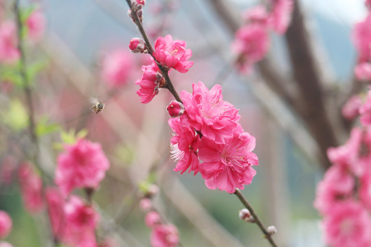 山上拍的桃花