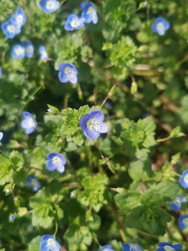 花朵素材