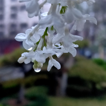 雨后的白丁香