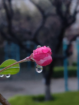 雨后的樱花