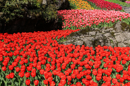 郁金香花海