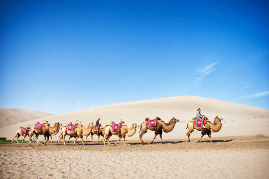 月牙泉沙漠骆驼