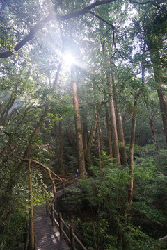 林中步道