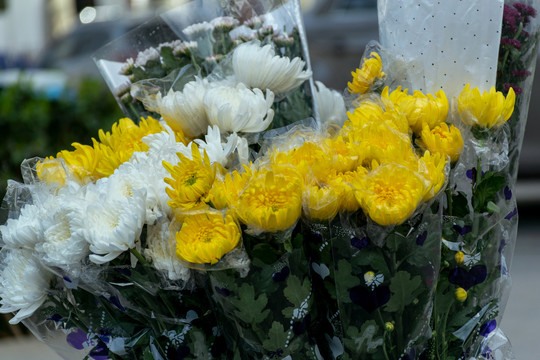 清明节祭奠用的黄白菊花