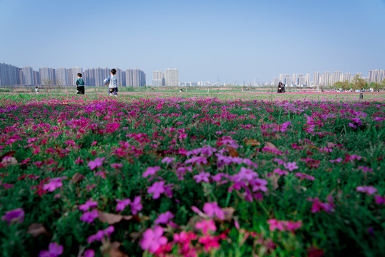 芝樱花草地