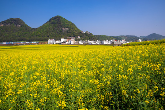 乡村油菜花