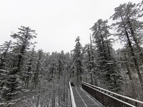 林海雪原