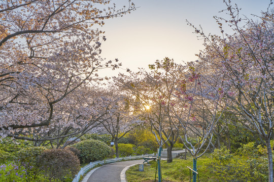 樱花园