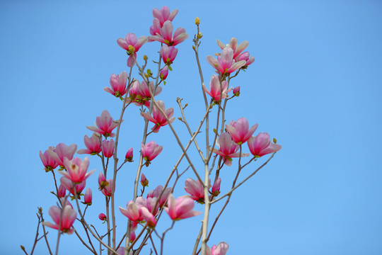 玉兰花红色玉兰花