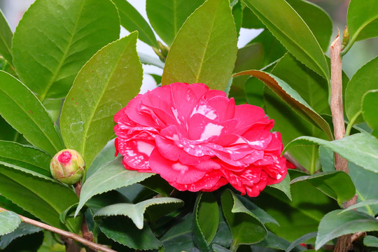 茶花山茶花