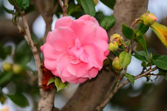 茶花山茶花