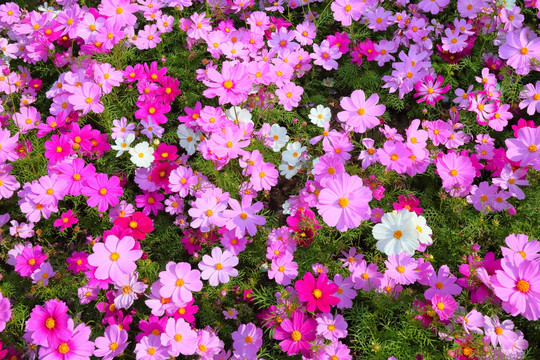 格桑花格桑花海