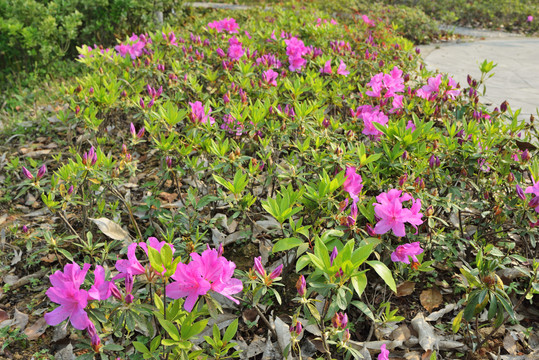 杜鹃花