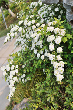 繡線菊