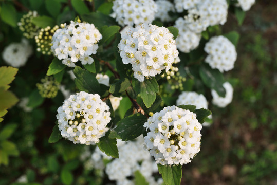 繡線菊