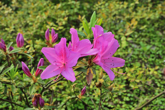 杜鹃花