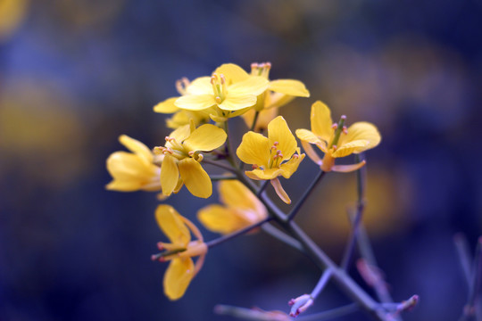 油菜花特寫