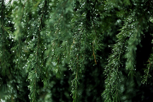 松树雨珠