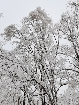 阳春三月雪挂