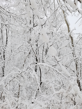 阳春三月雪挂