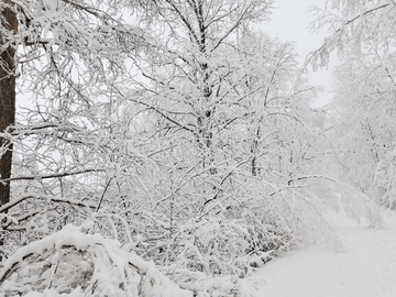 阳春三月雪挂