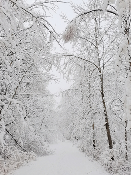 阳春三月雪挂