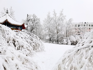 阳春三月雪挂