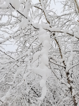 阳春三月雪挂