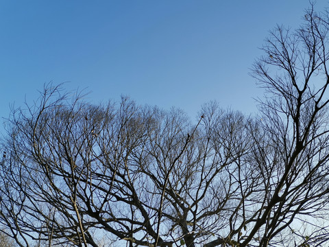 冬日天空下光秃秃的树枝