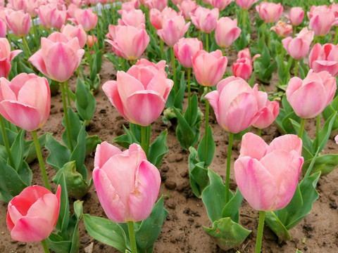 粉红郁金香花海