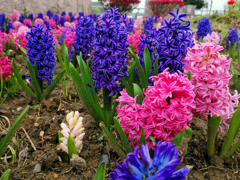 风信子花