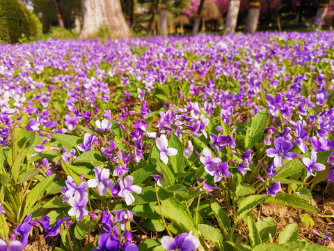 紫花地丁