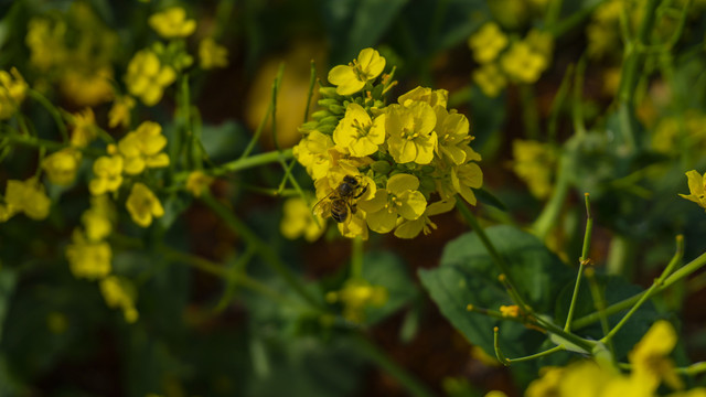 油菜花