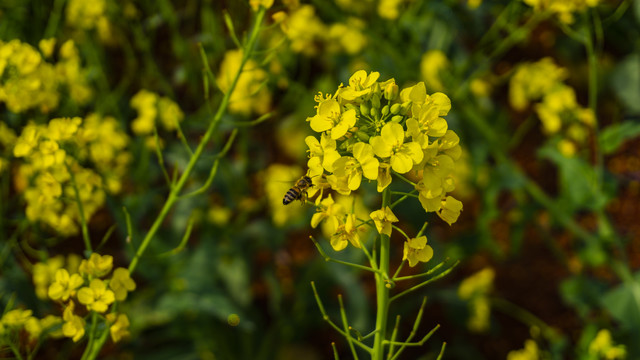 油菜花