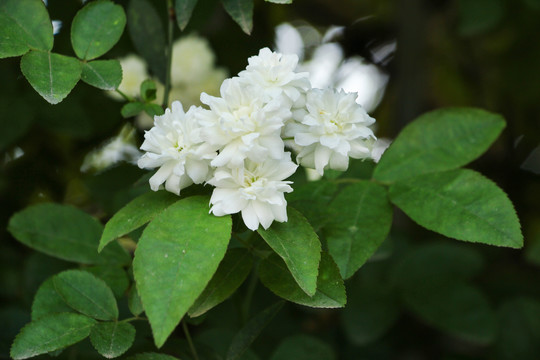 木香花