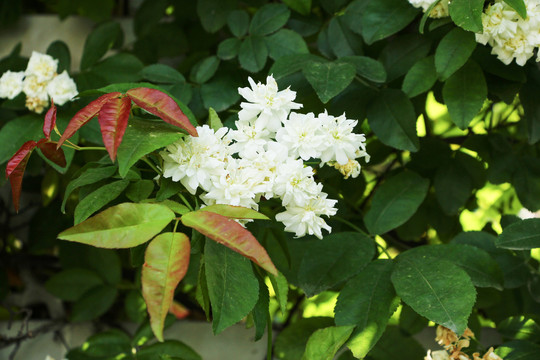 木香花